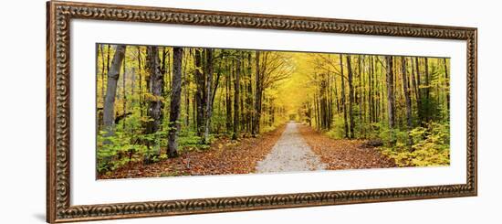 Trees Along a Pathway in Autumn, Hiawatha National Forest, Alger County, Upper Peninsula-null-Framed Photographic Print