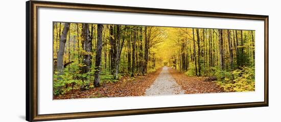 Trees Along a Pathway in Autumn, Hiawatha National Forest, Alger County, Upper Peninsula-null-Framed Photographic Print