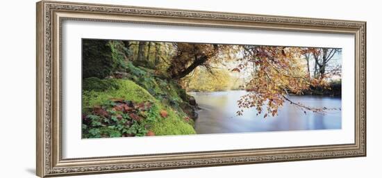 Trees Along a River, River Dart, Bickleigh, Mid Devon, Devon, England-null-Framed Photographic Print