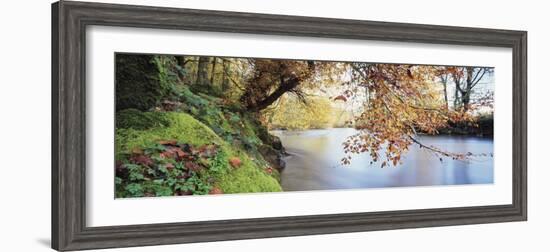 Trees Along a River, River Dart, Bickleigh, Mid Devon, Devon, England-null-Framed Photographic Print