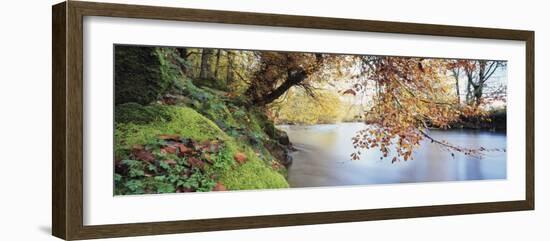 Trees Along a River, River Dart, Bickleigh, Mid Devon, Devon, England-null-Framed Photographic Print