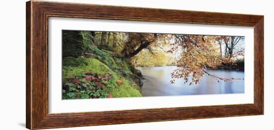 Trees Along a River, River Dart, Bickleigh, Mid Devon, Devon, England-null-Framed Photographic Print