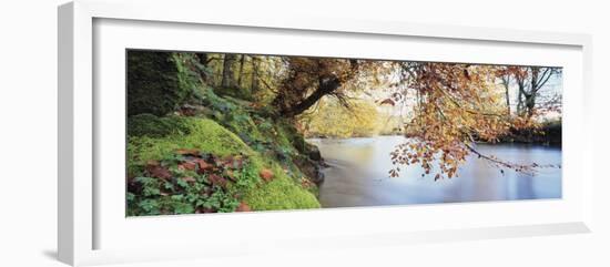 Trees Along a River, River Dart, Bickleigh, Mid Devon, Devon, England-null-Framed Photographic Print