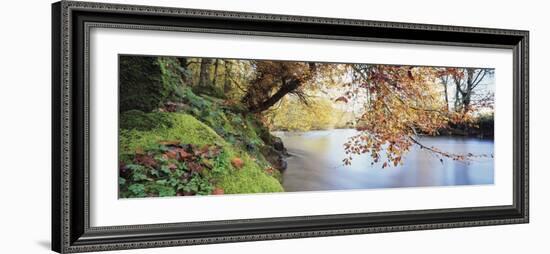 Trees Along a River, River Dart, Bickleigh, Mid Devon, Devon, England-null-Framed Photographic Print