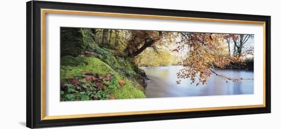 Trees Along a River, River Dart, Bickleigh, Mid Devon, Devon, England-null-Framed Photographic Print