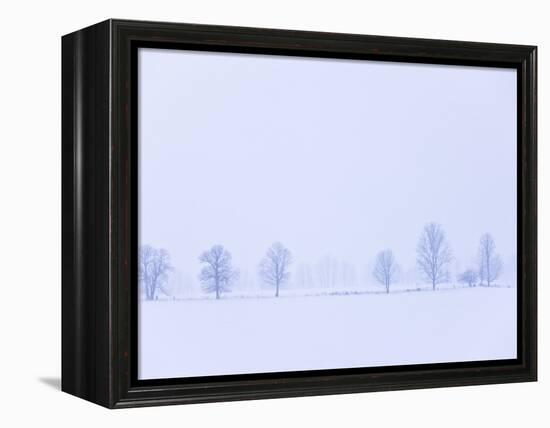 Trees Along Fence in Winter-Jim Craigmyle-Framed Premier Image Canvas