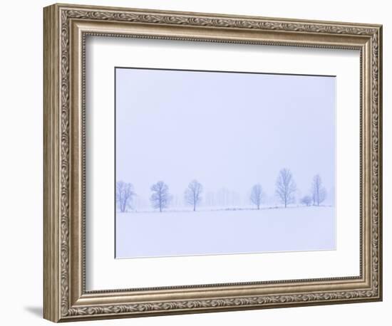 Trees Along Fence in Winter-Jim Craigmyle-Framed Photographic Print