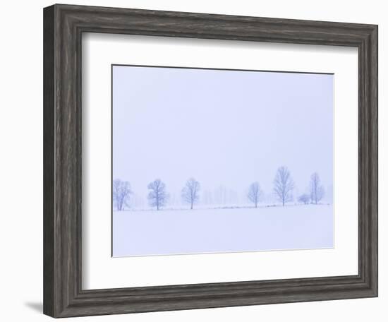 Trees Along Fence in Winter-Jim Craigmyle-Framed Photographic Print