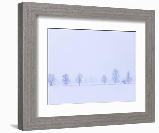 Trees Along Fence in Winter-Jim Craigmyle-Framed Photographic Print