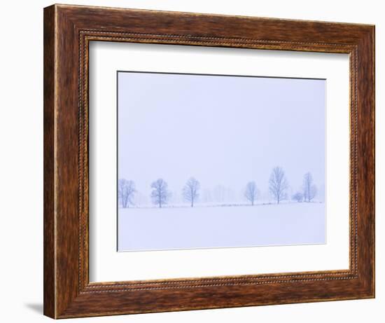 Trees Along Fence in Winter-Jim Craigmyle-Framed Photographic Print