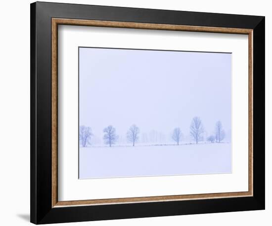 Trees Along Fence in Winter-Jim Craigmyle-Framed Photographic Print