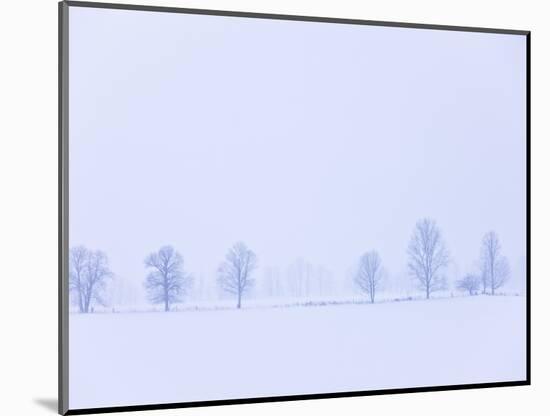 Trees Along Fence in Winter-Jim Craigmyle-Mounted Photographic Print