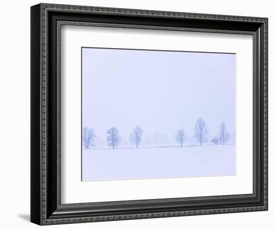 Trees Along Fence in Winter-Jim Craigmyle-Framed Photographic Print