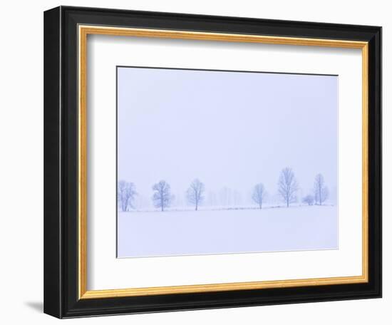 Trees Along Fence in Winter-Jim Craigmyle-Framed Photographic Print