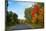 Trees along road in autumn, Ontario, Canada-null-Mounted Photographic Print