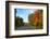 Trees along road in autumn, Ontario, Canada-null-Framed Photographic Print