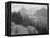 Trees And Bushes In Foreground Mountains In Bkgd "In Glacier National Park" Montana. 1933-1942-Ansel Adams-Framed Stretched Canvas