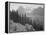 Trees And Bushes In Foreground Mountains In Bkgd "In Glacier National Park" Montana. 1933-1942-Ansel Adams-Framed Stretched Canvas