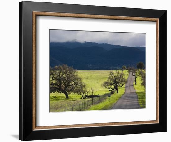 Trees and Country Road, Santa Barbara Wine Country, Santa Ynez, Southern California, Usa-Walter Bibikow-Framed Photographic Print