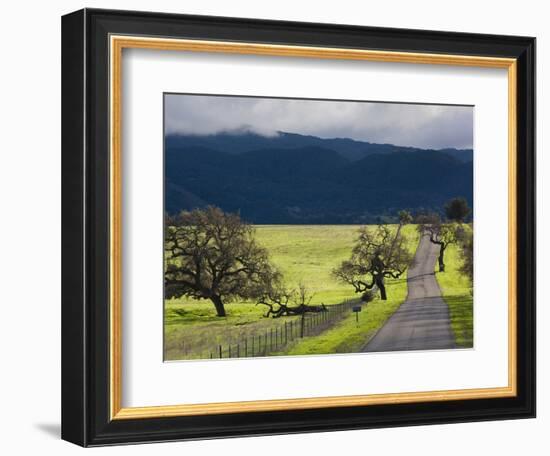 Trees and Country Road, Santa Barbara Wine Country, Santa Ynez, Southern California, Usa-Walter Bibikow-Framed Photographic Print