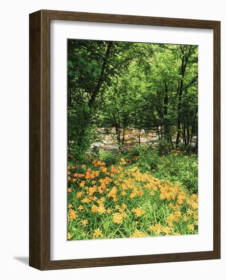 Trees and Daylily Along Little Pigeon River, Great Smoky Mountains National Park, Tennessee, USA-Adam Jones-Framed Photographic Print