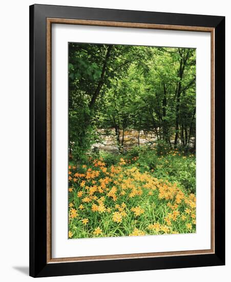 Trees and Daylily Along Little Pigeon River, Great Smoky Mountains National Park, Tennessee, USA-Adam Jones-Framed Photographic Print