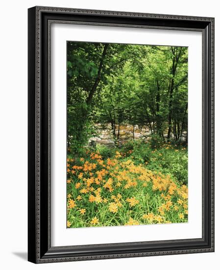 Trees and Daylily Along Little Pigeon River, Great Smoky Mountains National Park, Tennessee, USA-Adam Jones-Framed Photographic Print