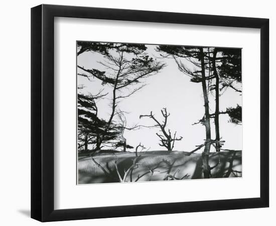 Trees and Dune, Oregon, 1962-Brett Weston-Framed Photographic Print