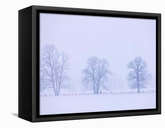 Trees and Fence in Field-Jim Craigmyle-Framed Premier Image Canvas