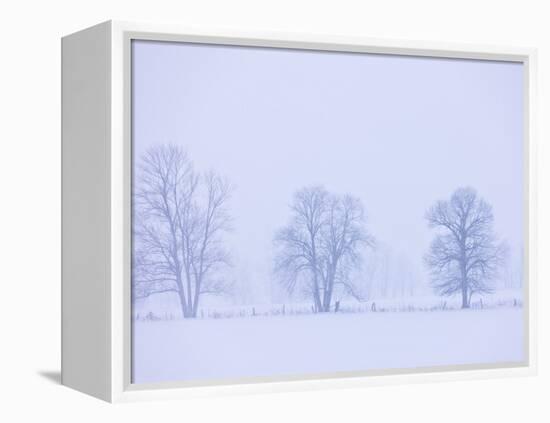 Trees and Fence in Field-Jim Craigmyle-Framed Premier Image Canvas