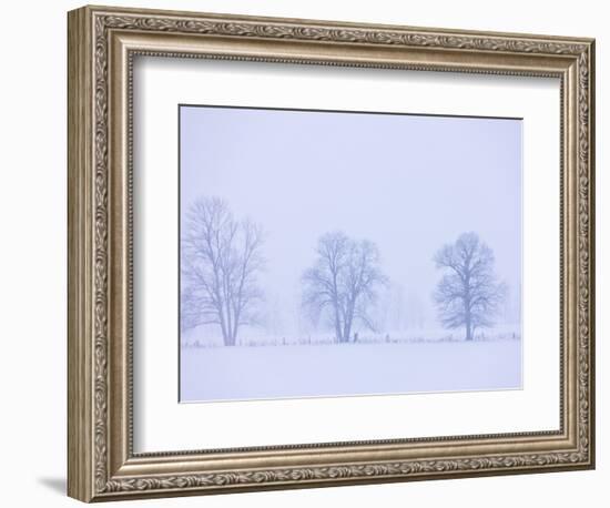 Trees and Fence in Field-Jim Craigmyle-Framed Photographic Print