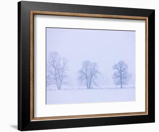 Trees and Fence in Field-Jim Craigmyle-Framed Photographic Print