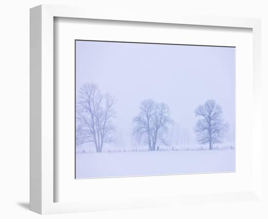 Trees and Fence in Field-Jim Craigmyle-Framed Photographic Print