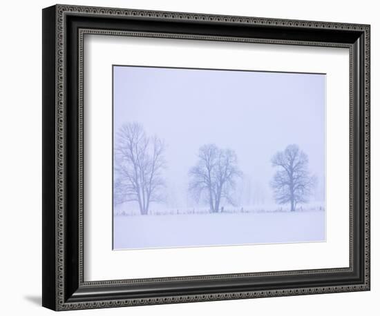 Trees and Fence in Field-Jim Craigmyle-Framed Photographic Print