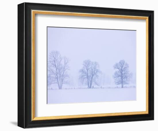 Trees and Fence in Field-Jim Craigmyle-Framed Photographic Print