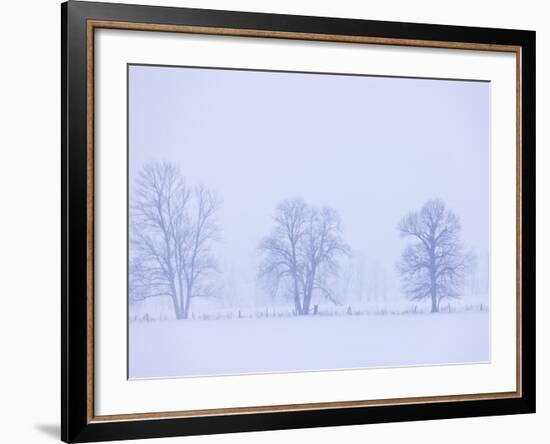 Trees and Fence in Field-Jim Craigmyle-Framed Photographic Print