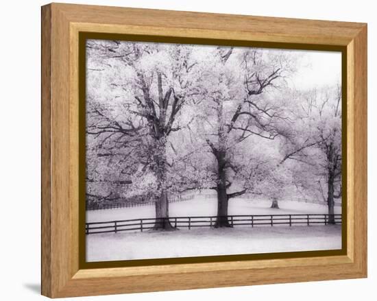 Trees and Fence in Snowy Field-Robert Llewellyn-Framed Premier Image Canvas