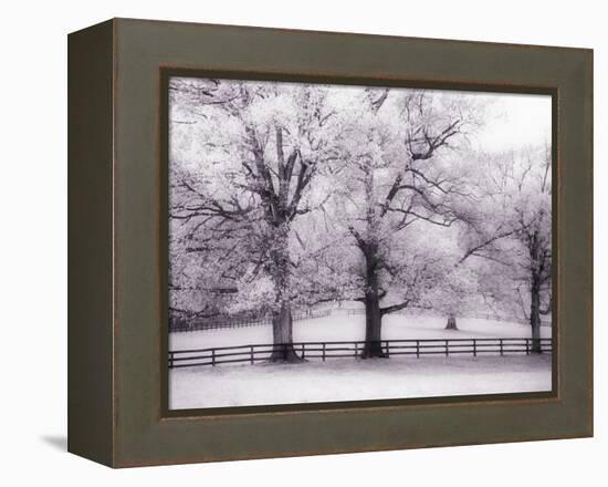 Trees and Fence in Snowy Field-Robert Llewellyn-Framed Premier Image Canvas