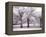 Trees and Fence in Snowy Field-Robert Llewellyn-Framed Premier Image Canvas