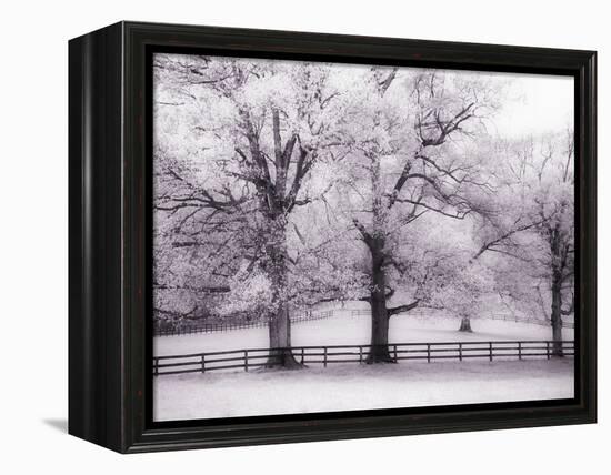 Trees and Fence in Snowy Field-Robert Llewellyn-Framed Premier Image Canvas