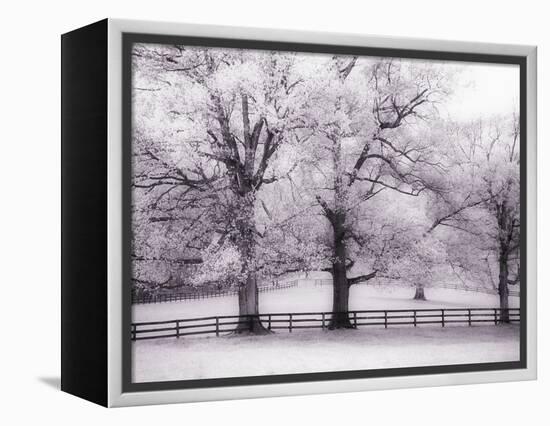 Trees and Fence in Snowy Field-Robert Llewellyn-Framed Premier Image Canvas