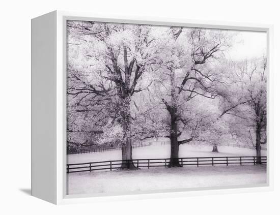 Trees and Fence in Snowy Field-Robert Llewellyn-Framed Premier Image Canvas