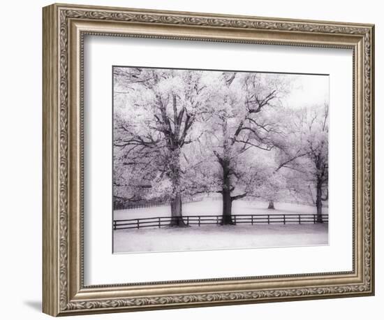 Trees and Fence in Snowy Field-Robert Llewellyn-Framed Photographic Print