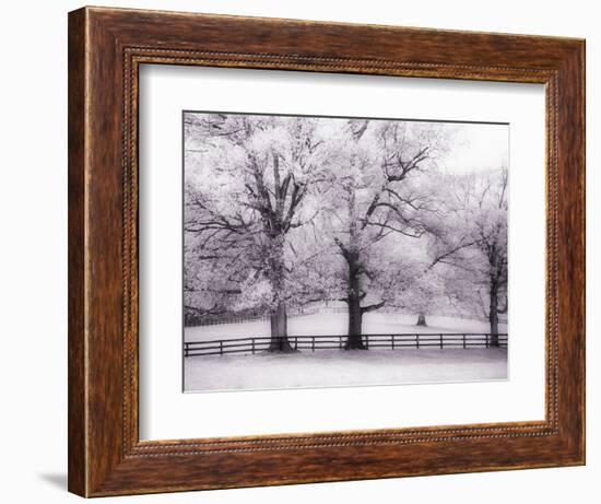 Trees and Fence in Snowy Field-Robert Llewellyn-Framed Photographic Print