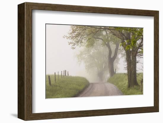 Trees and fence on foggy morning along Hyatt Lane, Cades Cove, Great Smoky Mountains National Park,-Adam Jones-Framed Photographic Print