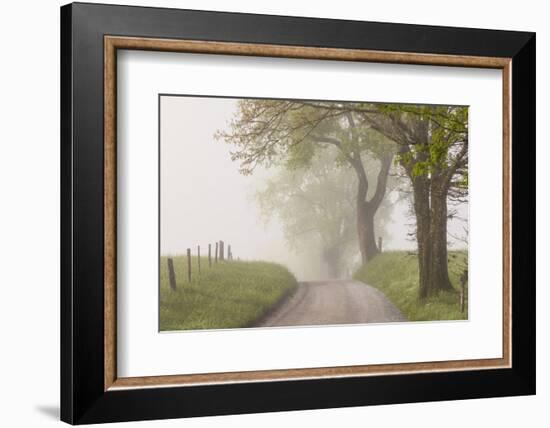 Trees and fence on foggy morning along Hyatt Lane, Cades Cove, Great Smoky Mountains National Park,-Adam Jones-Framed Photographic Print