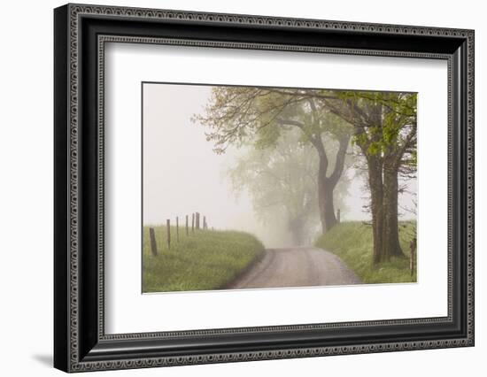 Trees and fence on foggy morning along Hyatt Lane, Cades Cove, Great Smoky Mountains National Park,-Adam Jones-Framed Photographic Print