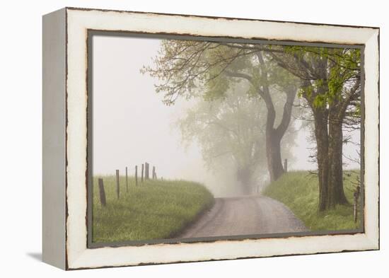 Trees and fence on foggy morning along Hyatt Lane, Cades Cove, Great Smoky Mountains National Park,-Adam Jones-Framed Premier Image Canvas