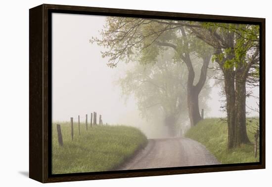 Trees and fence on foggy morning along Hyatt Lane, Cades Cove, Great Smoky Mountains National Park,-Adam Jones-Framed Premier Image Canvas