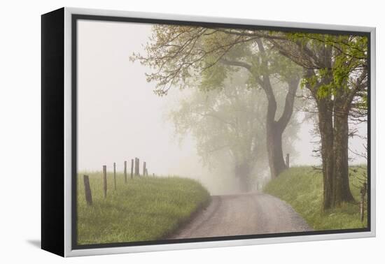 Trees and fence on foggy morning along Hyatt Lane, Cades Cove, Great Smoky Mountains National Park,-Adam Jones-Framed Premier Image Canvas